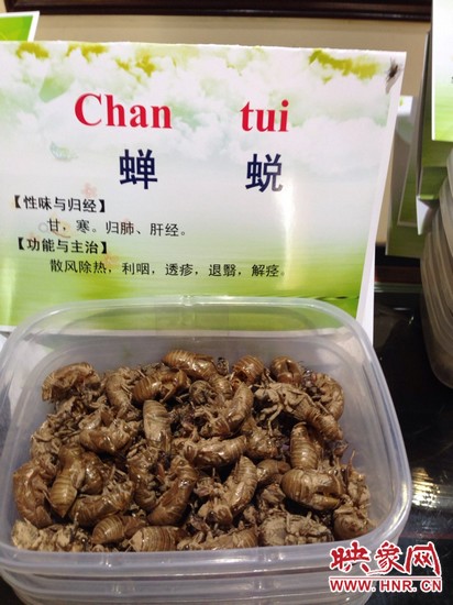 你可能沒想到,這個知了幼蟲退下的皮還是一味藥,對嗎? 你可能沒想到,這個知了幼蟲退下的皮還是一味藥,對嗎?