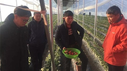 助力第一書記 農村廣播再次走進刁家鄉助推草莓產業扶貧