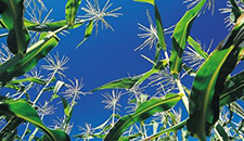 玉米割苗能增產20%～30%？不靠譜！