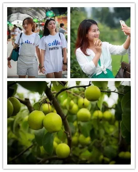 美女與香梨，你更愛哪一個？！