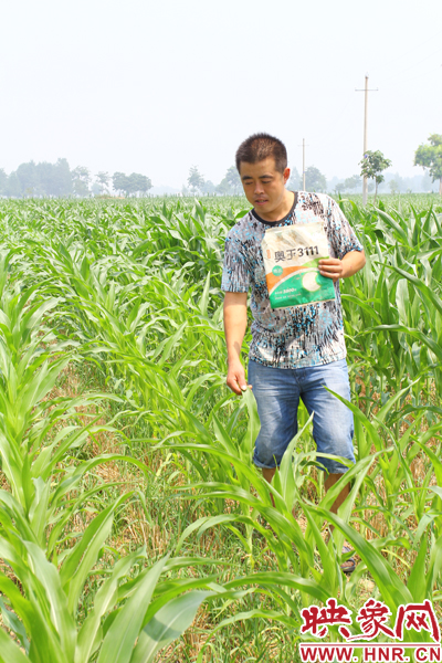 苗稀且發(fā)黃枯萎的現象出自這個奧玉3111品種