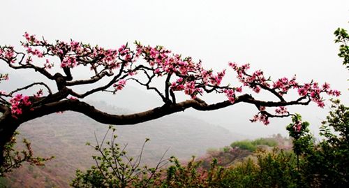 內鄉春季重磅推出:游古衙品美食賞桃花