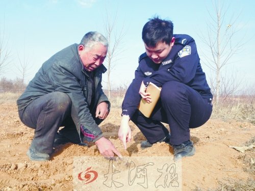 牡丹苗被盜之后,郭萬通又補種的牡丹苗已經發芽 牡丹苗被盜之后,郭萬通又補種的牡丹苗已經發芽