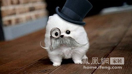 四大地板讓你輕松在家養寵物