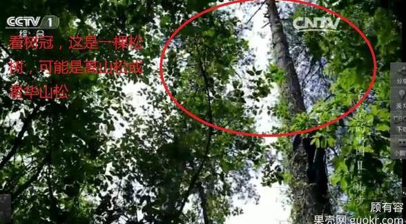 專家揭《舌尖2》爬樹造假 總導演暫不回應(yīng)