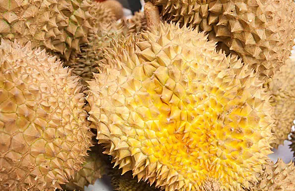 榴蓮控看過來:關于榴蓮不可不知的幾件事 榴蓮控看過來:關于榴蓮不可不知的幾件事