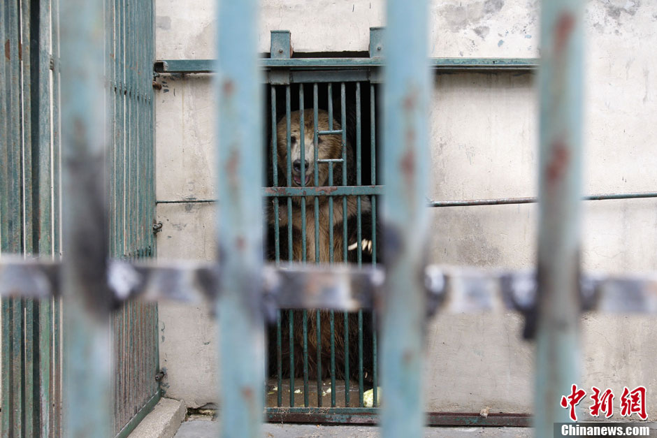6月19日，河南鄭州，新密市動物園咬死飼養員的肇事棕熊被暫押在鄭州動物園內，該熊“臥室”周圍被三重鋼