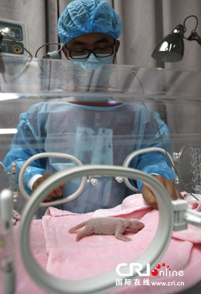 2013年7月11日，成都大熊貓繁育研究基地月亮產房，工作人員在照顧新生大熊貓寶寶。