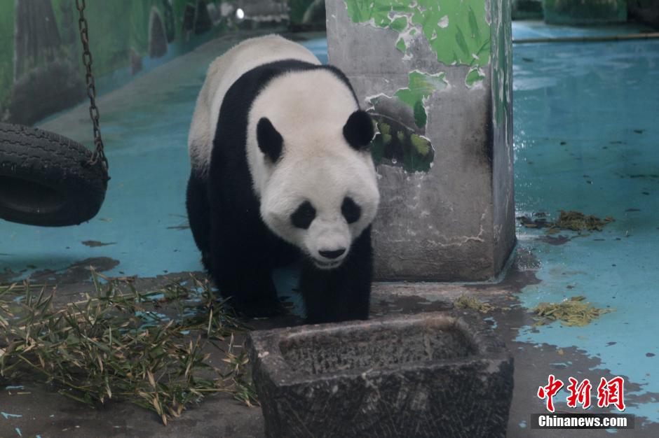 3月17日,河南鄭州動物園內的大熊貓“龍昇”。 3月17日,河南鄭州動物園內的大熊貓“龍昇”。