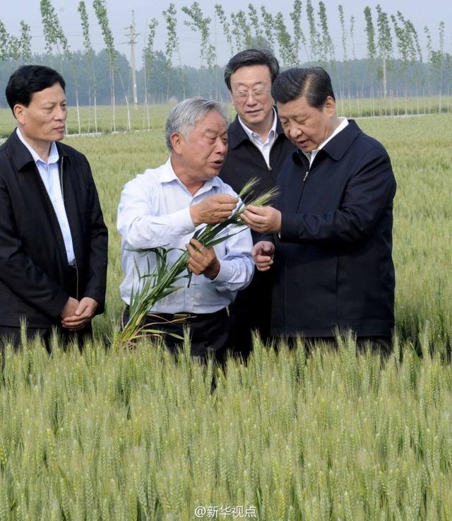 習近平走進糧田,看麥穗灌漿,問農田建設。