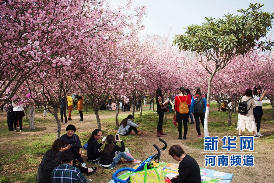 新鄭大滿園櫻花醉游人 市民學生流連忘返
