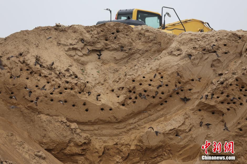 數千只崖沙燕安家筑巢鄭州一工地