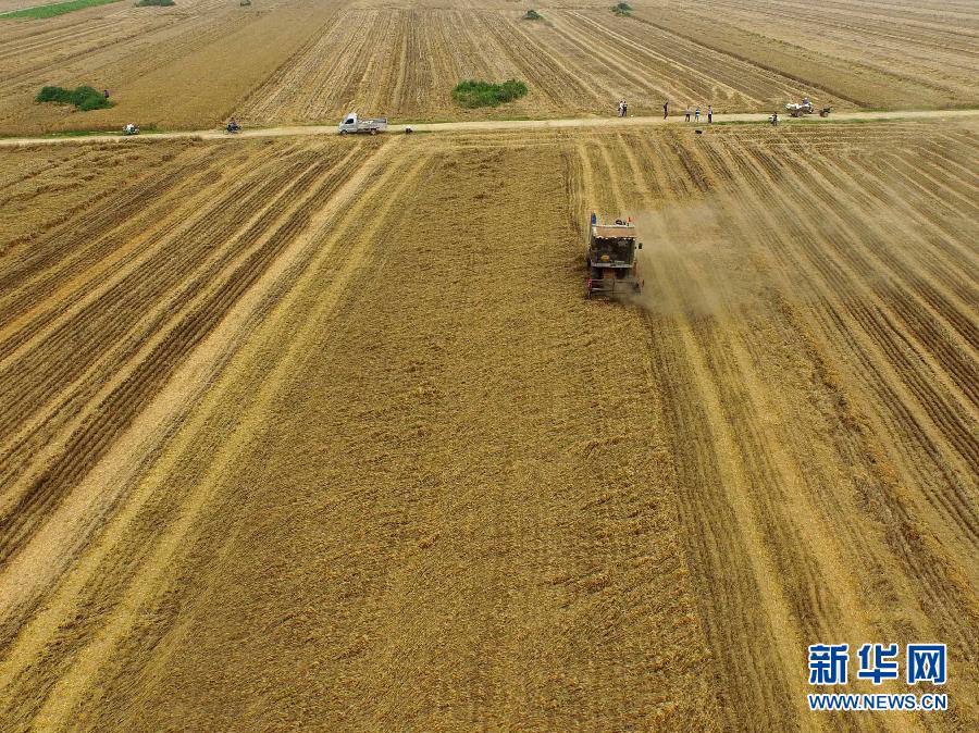 這是5月28日在河南省南陽市唐河縣甘河灣村航拍的麥收現(xiàn)場。 這是5月28日在河南省南陽市唐河縣甘河灣村航拍的麥收現(xiàn)場。