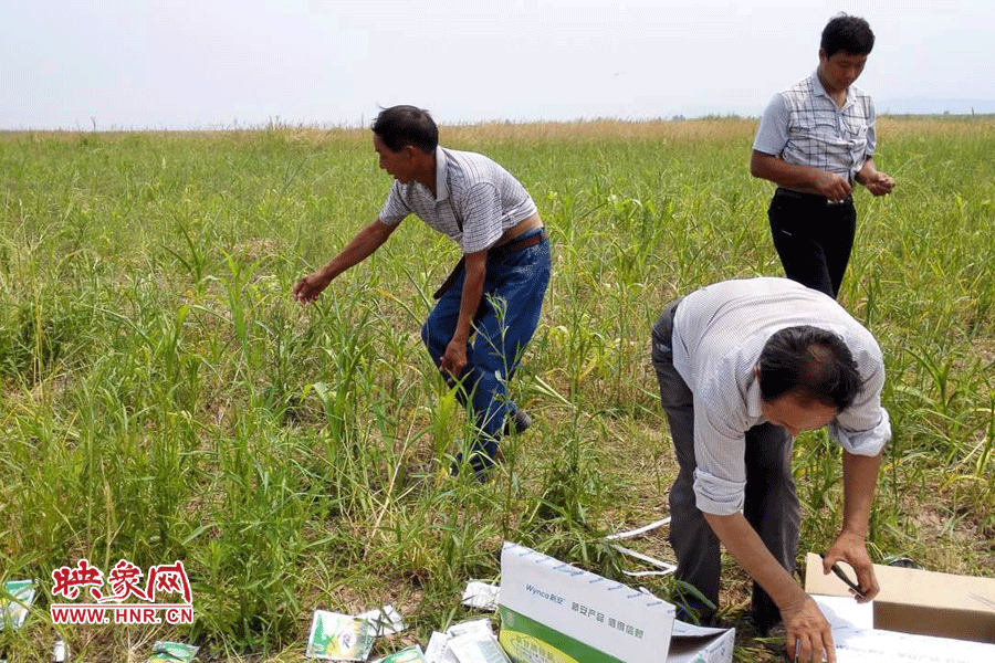 村民在撿拾散落的農藥袋，身后是被毀的玉米。