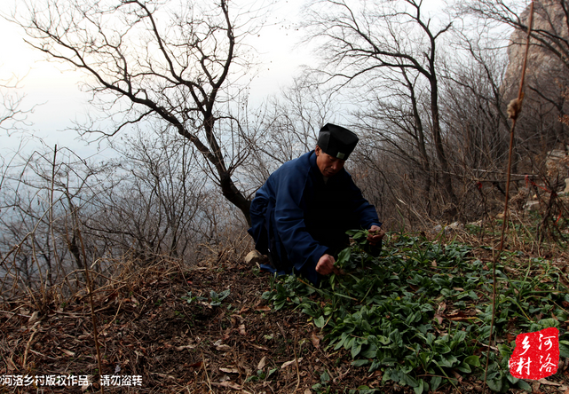 山上缺雨少水，不大的一方菜地。是他和另一個道友的菜地，老崔的蔬菜倒也擺弄的一片生機盎然。