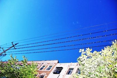 民權火車站附近聚集了近萬只小燕子 場面壯觀