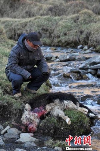 今年,他家已經有3只羊被狼咬死。確·胡熱攝 今年,他家已經有3只羊被狼咬死。確·胡熱攝