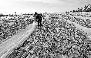 12日，工人在海南省樂東縣佛羅鎮清理被臺風刮爛的哈密瓜薄膜架子。 新華社發