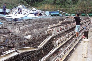 11月13日，位于三亞市吉陽鎮的三亞市菜籃子蛋雞基地，工人們正在搶修雞舍設施。