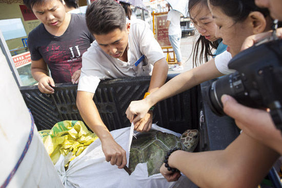 三亞放生海龜最高價5萬元 景區稱不會抓回再賣