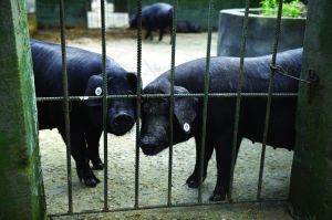 觀測點飼養區設有豬圈,可觀察豬是否有異常反應 觀測點飼養區設有豬圈,可觀察豬是否有異常反應