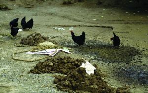 觀測點飼養區擁有上千只雞鴨供監測研究 觀測點飼養區擁有上千只雞鴨供監測研究