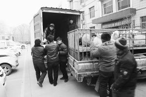 　　■返還追回的被搶綿羊。 本報記者董世杰攝