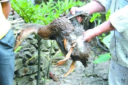 王大權展示家中的“四腳鴨” 記者 蔣雨龍 攝 王大權展示家中的“四腳鴨” 記者 蔣雨龍 攝