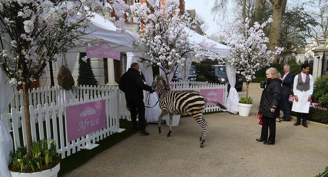 圖為被“邀請”參加生日宴的斑馬 圖為被“邀請”參加生日宴的斑馬