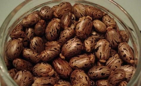 蓖麻子中含蓖麻毒蛋白及蓖麻堿，特別是前者，會引起中毒。網(wǎng)絡(luò)截圖