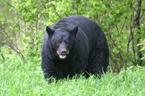 美國野熊深夜闖入民宅將鍋內中餐一掃而光 美國野熊深夜闖入民宅將鍋內中餐一掃而光