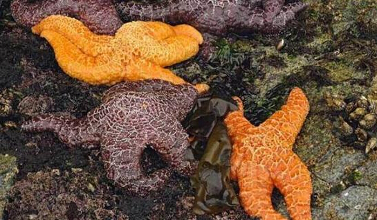 近2年來，估計有百萬只海星自殺（臺灣中時電子報）