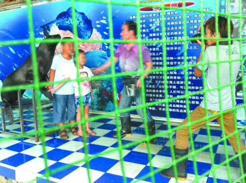 海獅就這樣被飼養員和攝影師擺弄，稍不聽話就會遭到毒打。