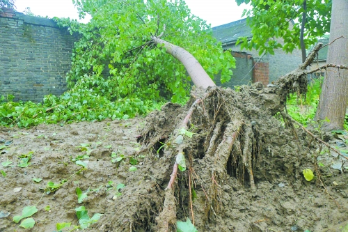 在焦作馬村區白莊老村,大樹被狂風刮倒。 在焦作馬村區白莊老村,大樹被狂風刮倒。