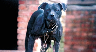 昨天記者在長江路一家廢品回收站拍到的一只猛犬 昨天記者在長江路一家廢品回收站拍到的一只猛犬