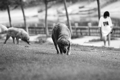 　喜歡養(yǎng)大狗狗的朋友，要抓緊給愛犬在郊外安個家哦！