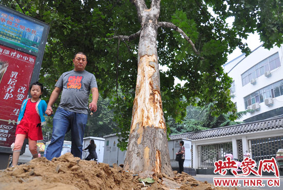 大樹根部翹起，歪向人行道邊。