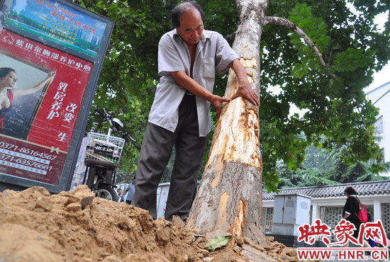 法桐受傷嚴重，樹皮上還沾著不少玻璃。