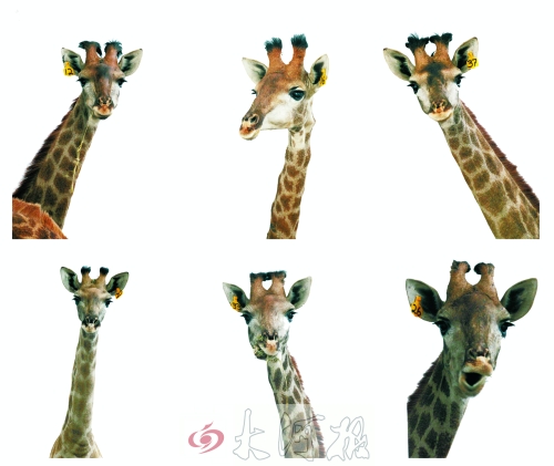 不是我們“高高在上”，只是個子太高就看看臉吧！