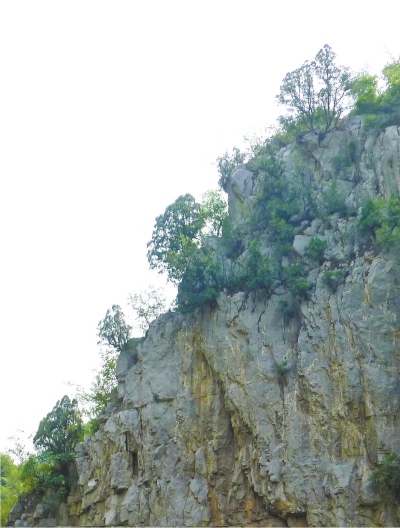 南太行山崖長的只是側柏,不是崖柏。