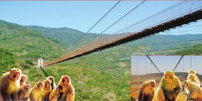 吊索橋效果圖(濟源當地提供) 吊索橋效果圖(濟源當地提供)