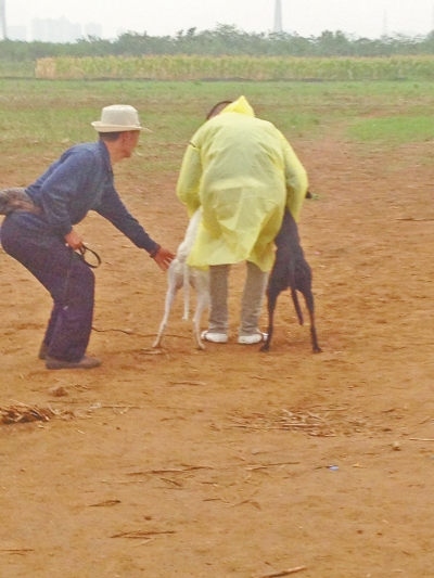 上場前，狗主人進場撫摸自己的愛犬，給它打氣加油。