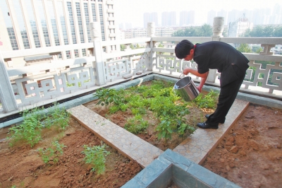 鄭州某酒店在樓頂打造的菜園子，服務員正在澆水。