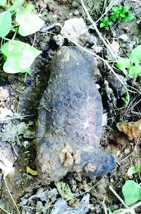 三門峽市民發現一公斤重野生“太歲”