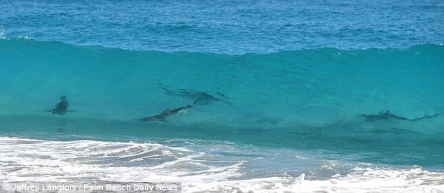 美海灘驚現萬頭鯊魚