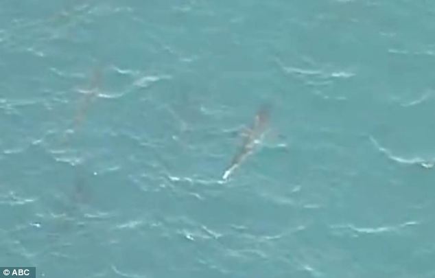 美海灘驚現萬頭鯊魚