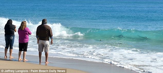 美海灘驚現萬頭鯊魚