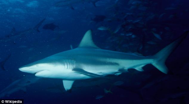 美海灘驚現萬頭鯊魚