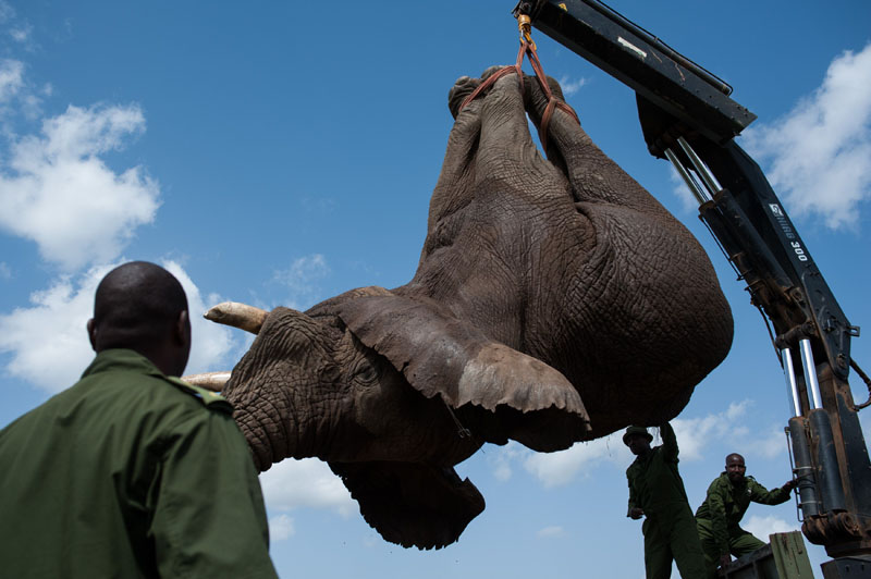 大象因破壞莊稼被強行“搬家” 大象因破壞莊稼被強行“搬家”