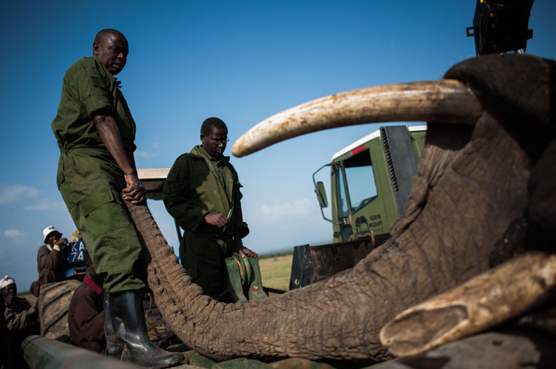大象因破壞莊稼被強行“搬家” 大象因破壞莊稼被強行“搬家”